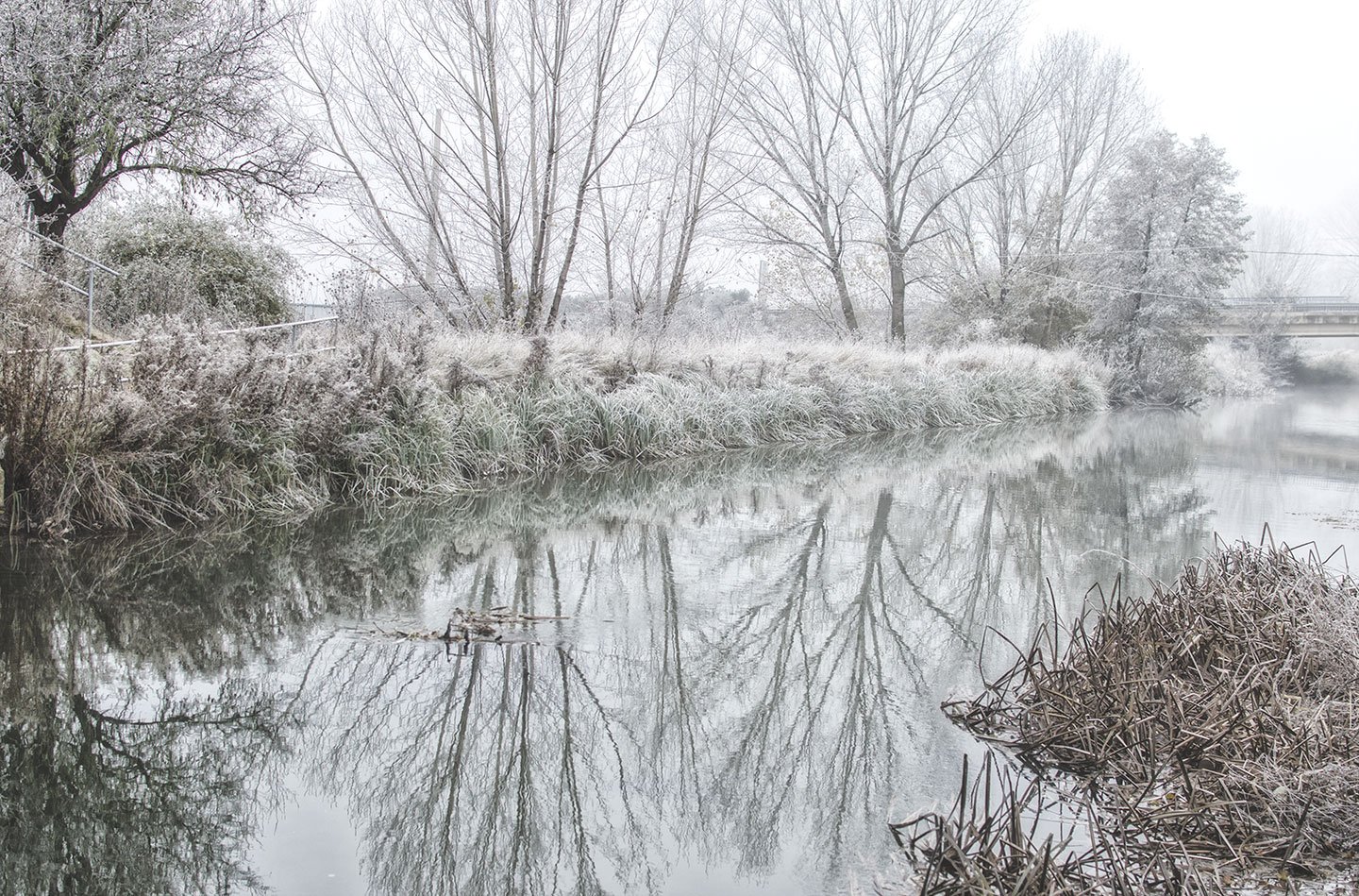 Cencellada en el Canal de Castilla