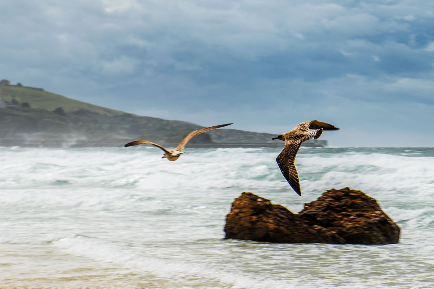 Gaviotas en Santander